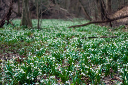 White fresh snowdrops bloom in the forest in spring. Tender spring flowers snowdrops harbingers of warming symbolize the arrival of spring. Scenic view of the spring forest with blooming flowers.