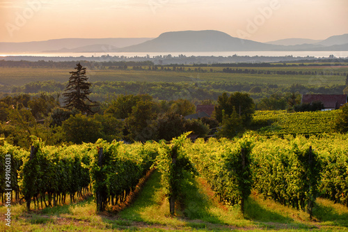 Vineyards with the Lake Balaton and the The Badacsony mountain  at sunset in Hungary photo