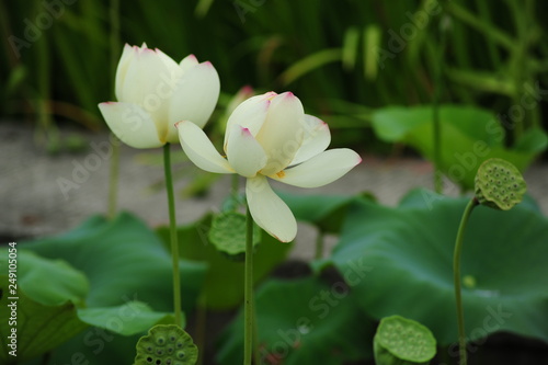 lotus in the pond