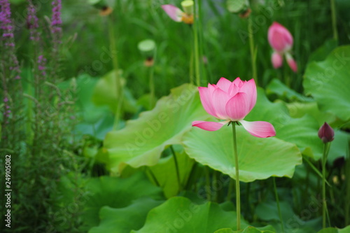 lotus in the pond