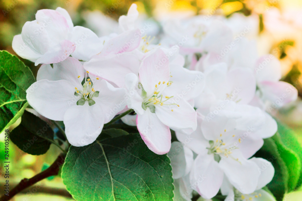 Fototapeta premium apple flowers on a branch in the spring blooming garden