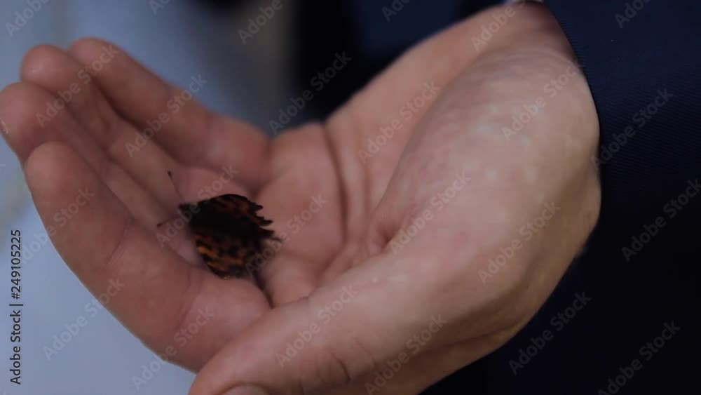 Bride Hands Holding Butterfly Outdoors Bride Hands Holding Butterfly Outdoors
