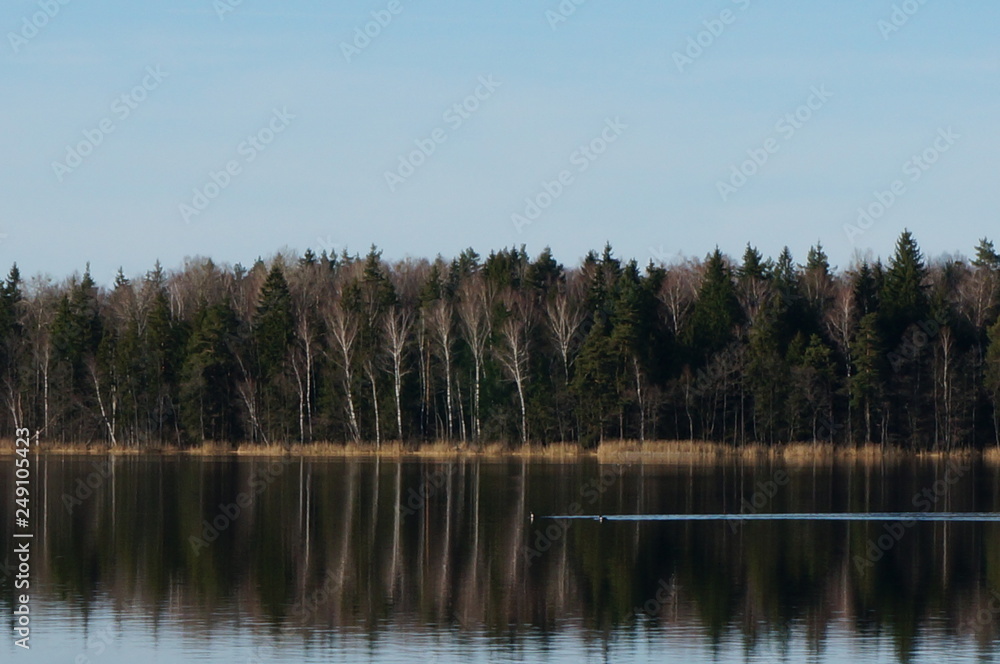 lake in forest