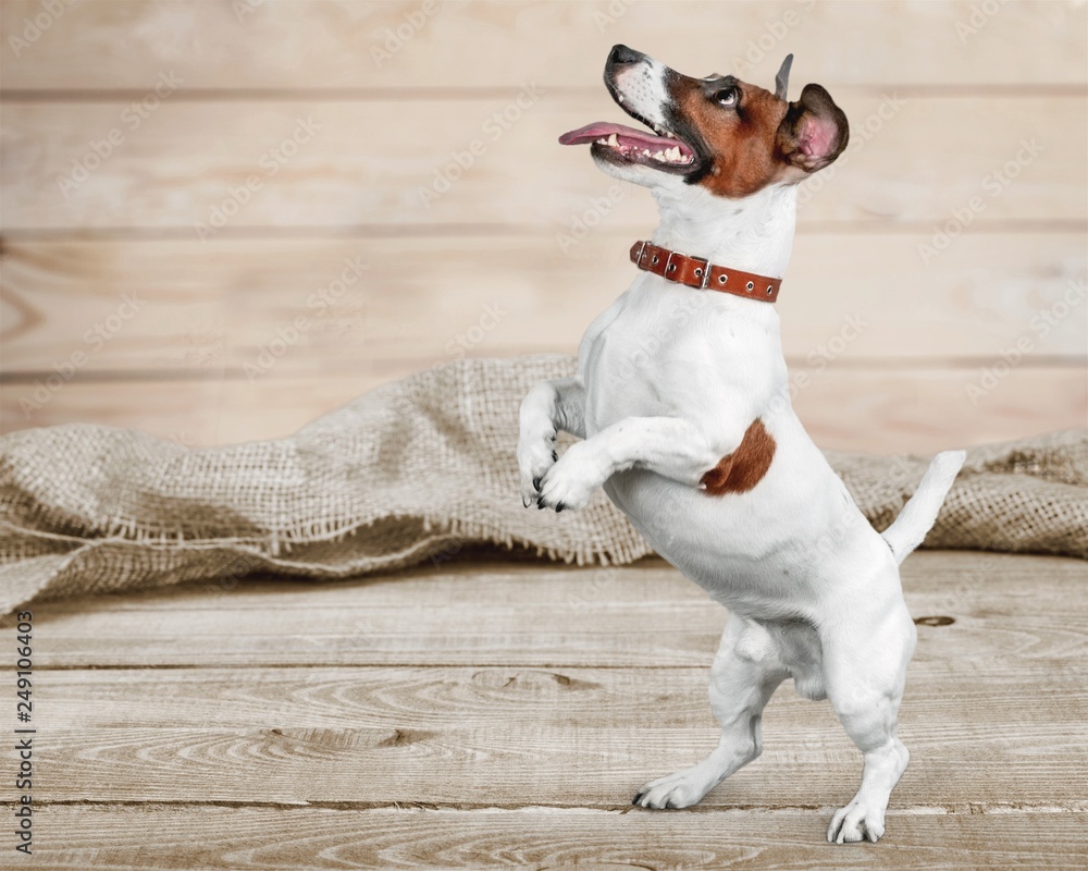 Cute small dog Jack Russell terrier on white background - obrazy, fototapety, plakaty 
