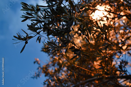 Olive branch in the evening light