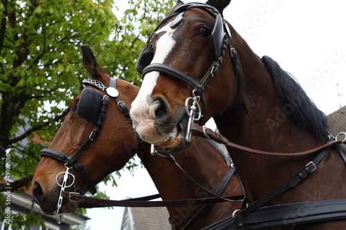 Two brown horses of a wedding carriage