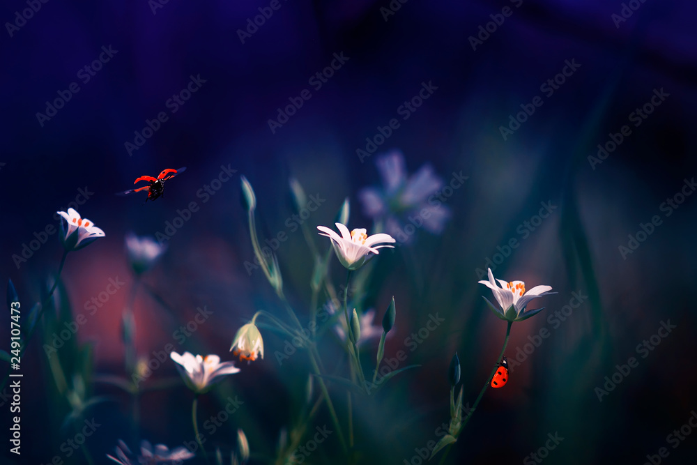 magnificent natural background with little red ladybugs flying and crawling on the delicate flowers in spring lilac evening - obrazy, fototapety, plakaty 