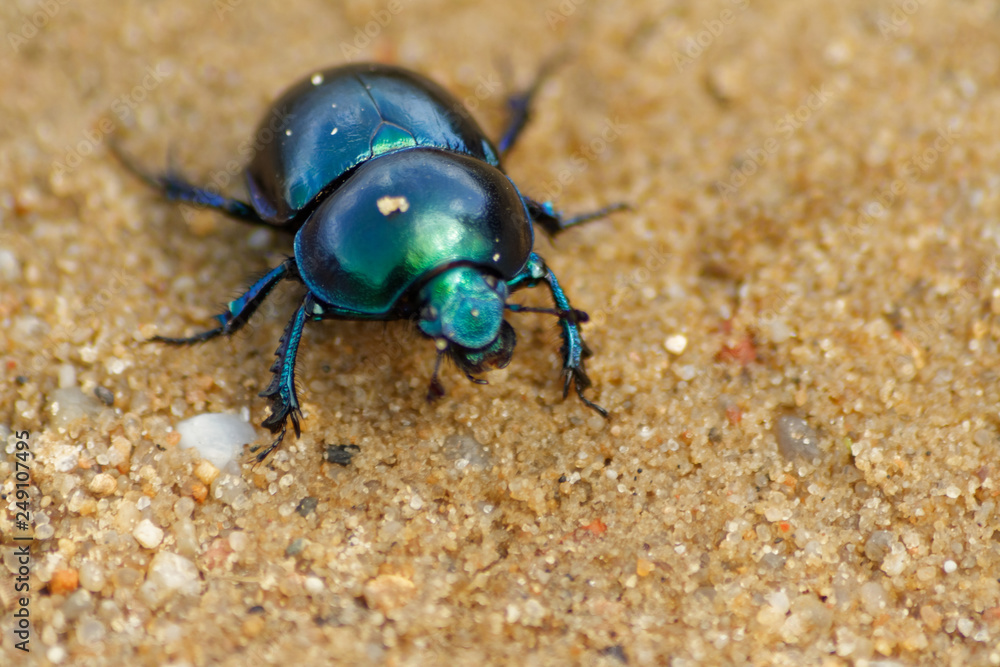 Żuk wiosenny (trypocopris vernalis) na plaży Żuk wiosenny (trypocopris vernalis) na plaży