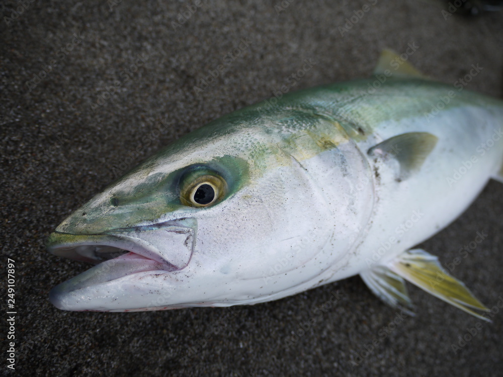 custom made wallpaper toronto digitalJapanese amberjack