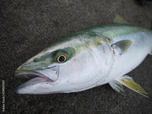 Wallpaper Mural Japanese amberjack Torontodigital.ca