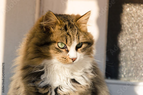 cat with green eyes