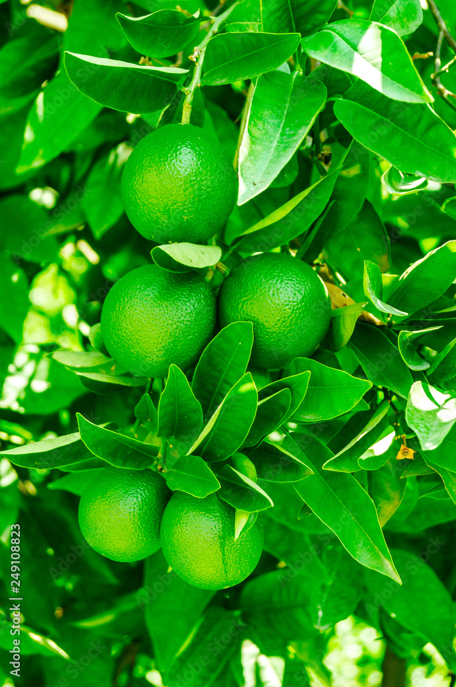 Green foliage and orange tree fruit