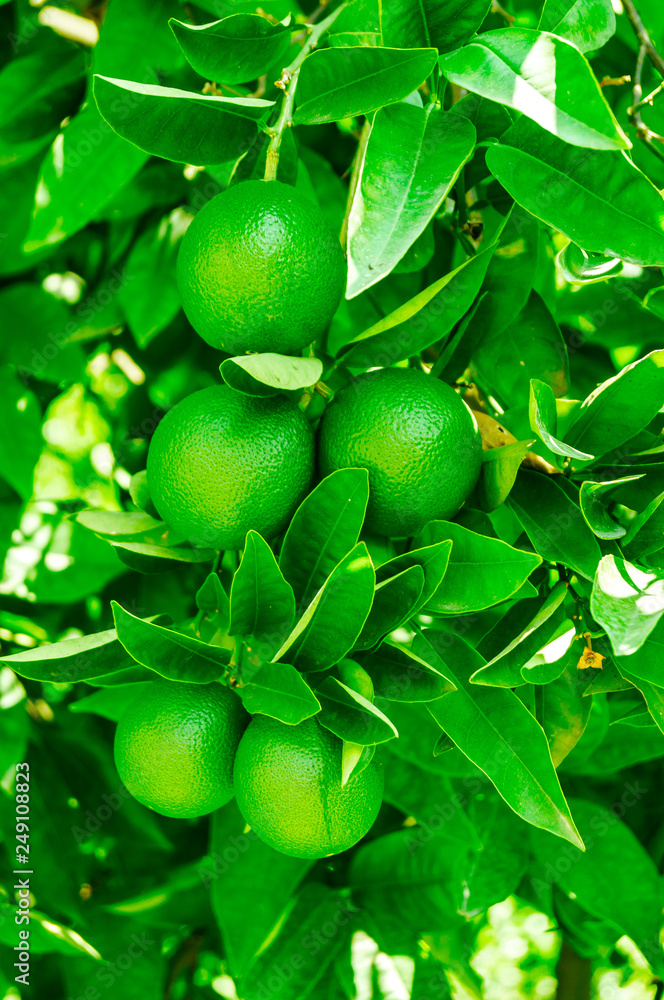 Green foliage and orange tree fruit Green foliage and orange tree fruit