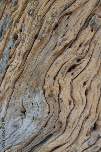 Close-up view rough texture of tree trunk