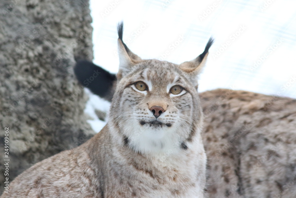 Obraz premium lynx in winter