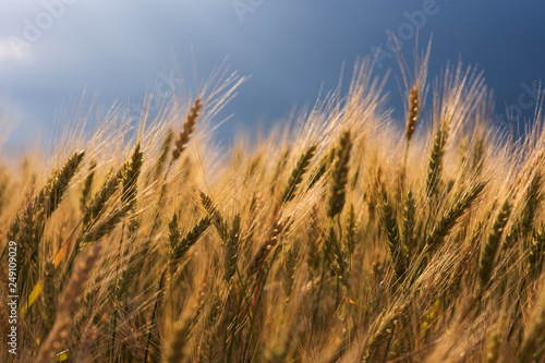 Golden wheat