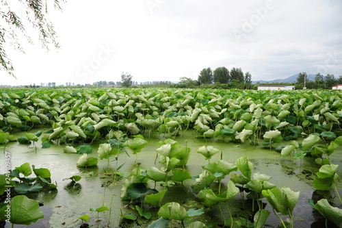 rows of young plants in a field