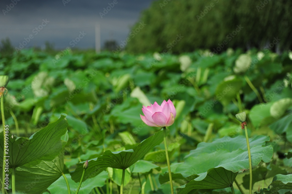 pink flower in the garden