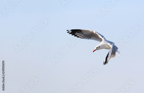 Seagull flying in the beautiful sky. © Passakorn