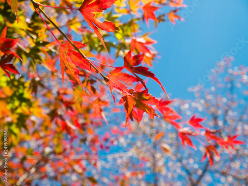 Red maple leafs photo