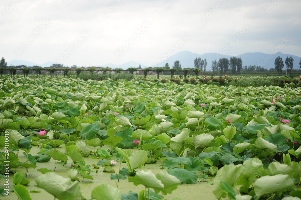 Fototapeta premium rows of young plants in a field