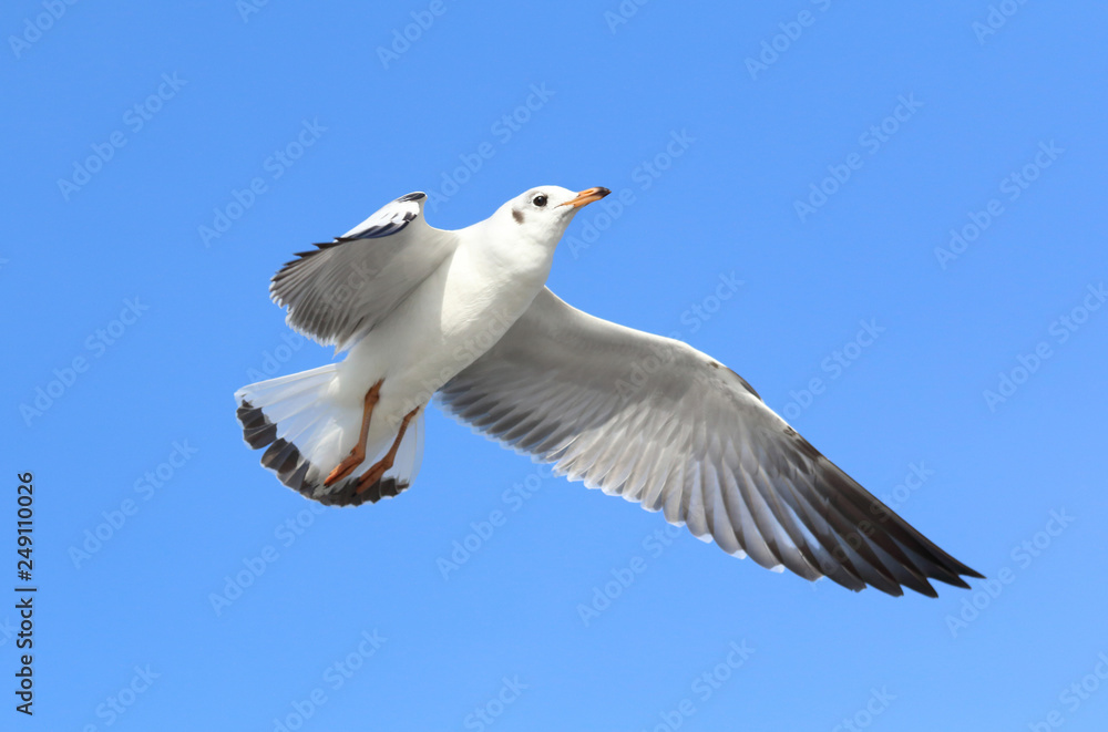 Seagull flying in the beautiful sky. Seagull flying in the beautiful sky.