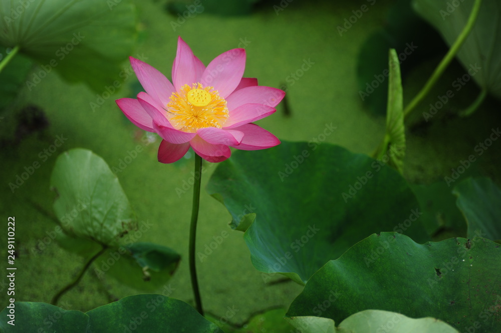 pink flower in the garden