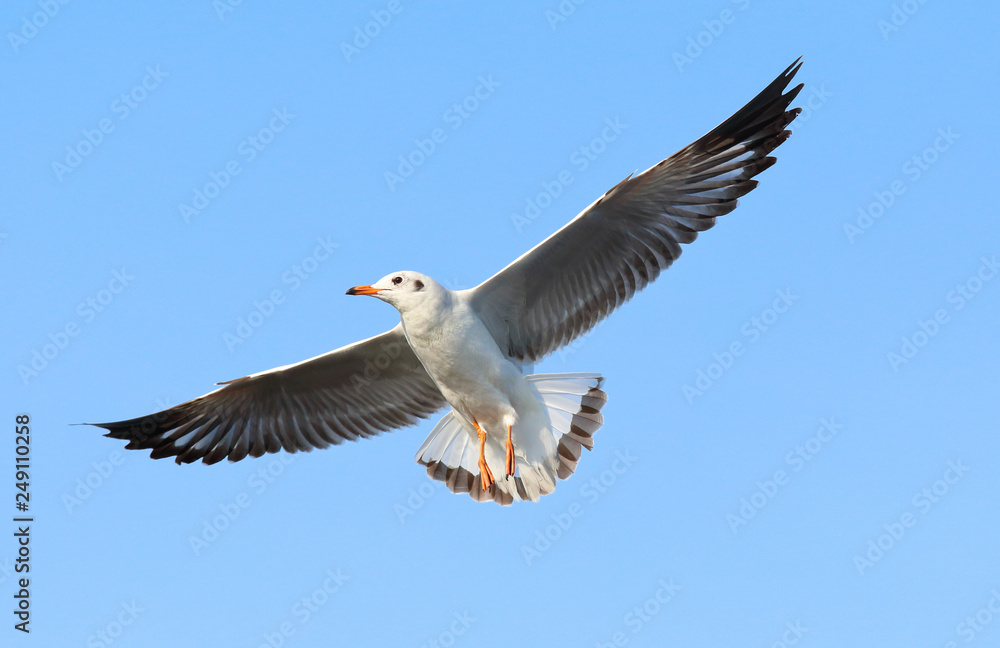 Fototapeta premium Seagull flying in the beautiful sky.