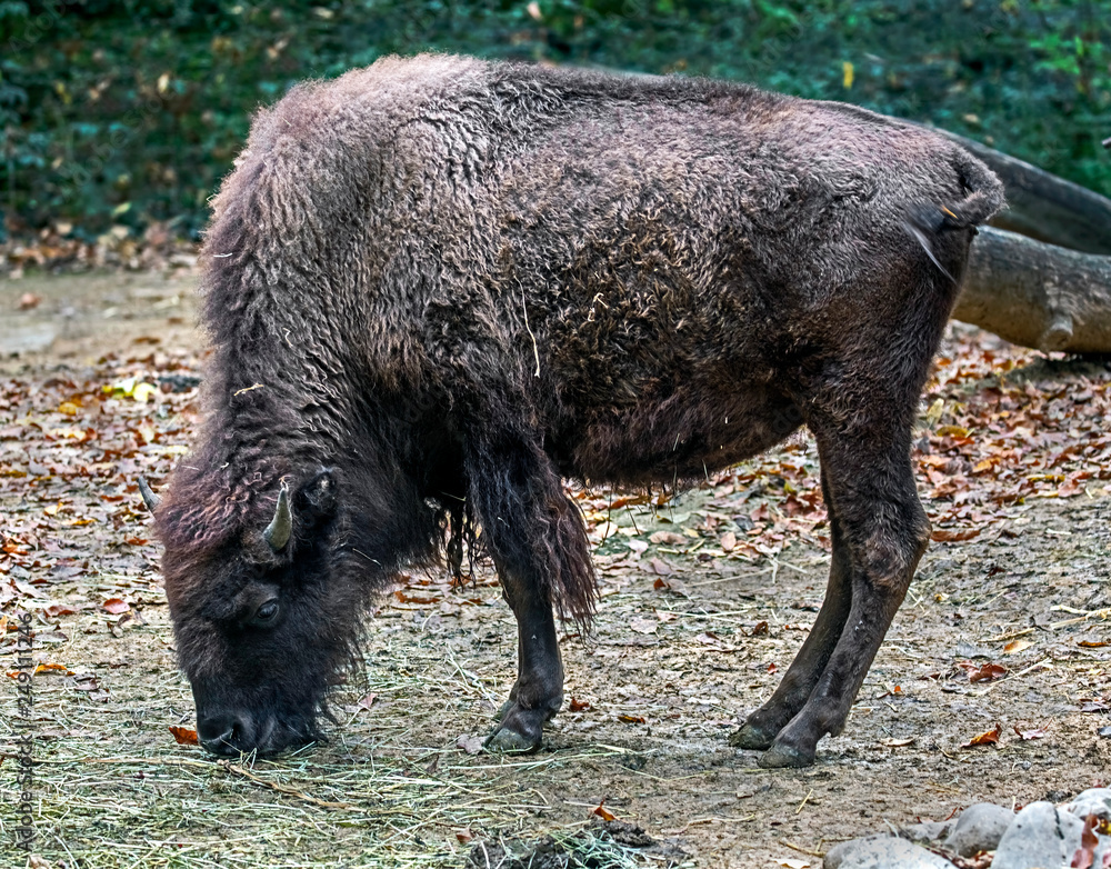 Bison calf. Latin name - Bison bison