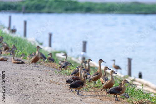 A flock of Whistling Ducks or Tree Ducks (Dendrocygninae) stand next to a lake. photo