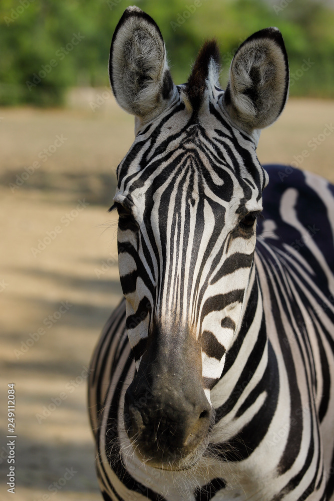 Fototapeta premium Portrait of African striped coat zebra