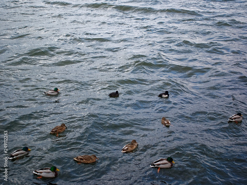 ducks swim in the river in November, Moscow