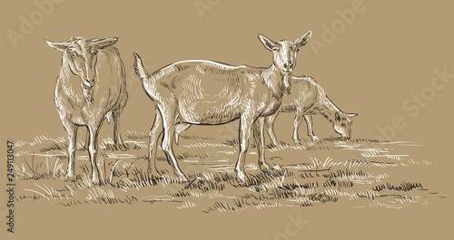 Brown vector hand drawing goat 2