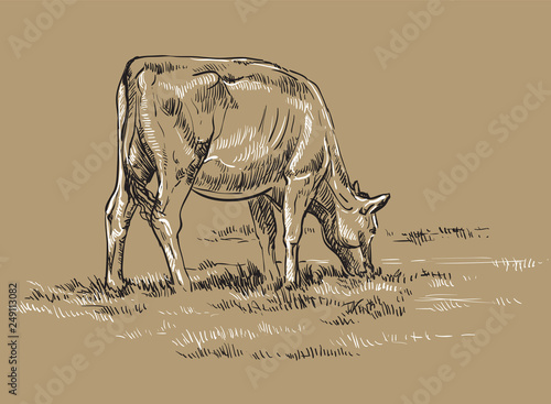 Vector hand drawing cow