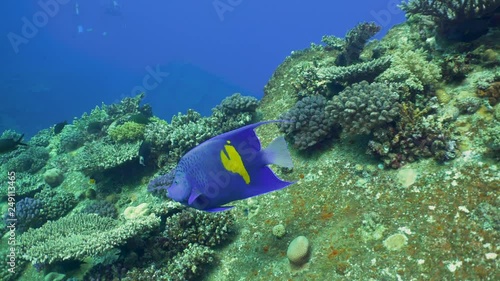 Underwater View Halfmoon Angelfish Coral Covered Ship Wreck Red Sea Egypt photo