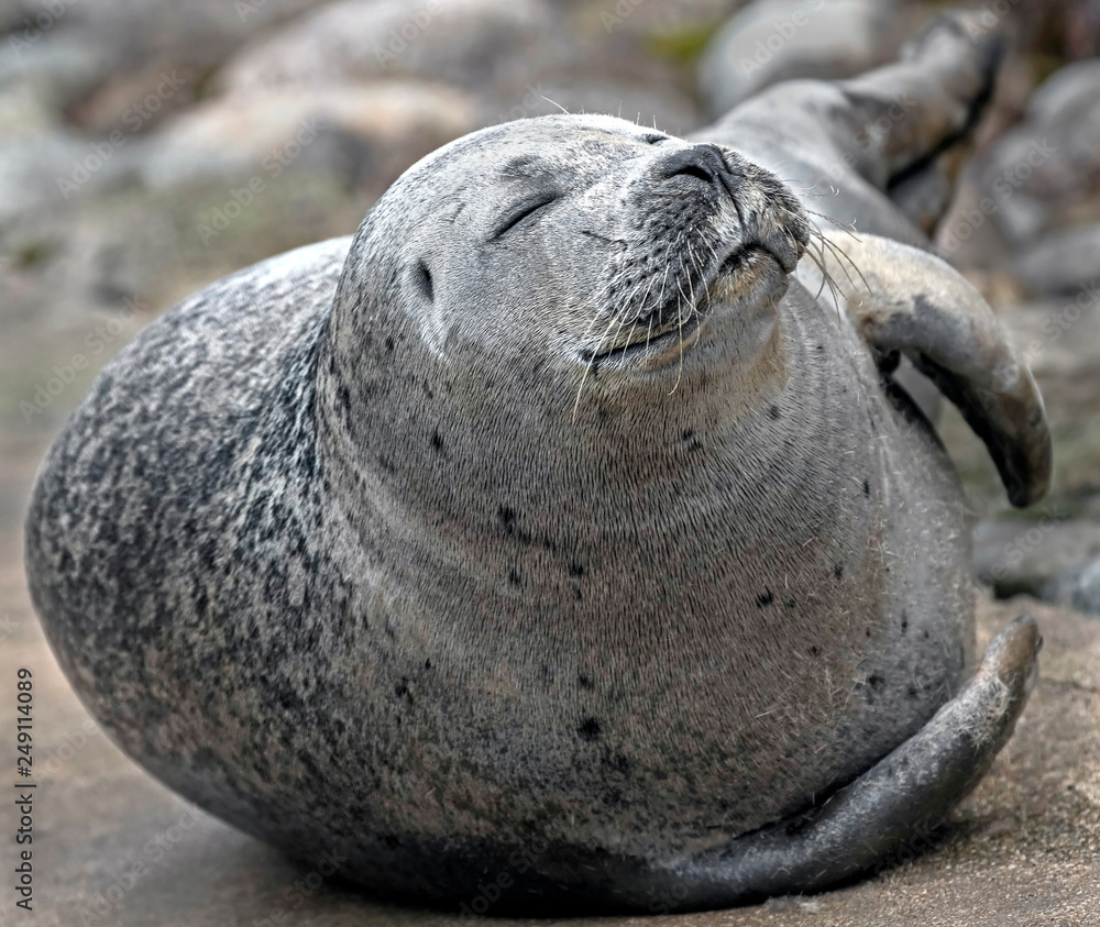 Common seal. Also known as harbor seal. Latin name - Phoca vitulina Stock  Photo | Adobe Stock