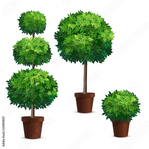 Set of topiary trees in a pots. Plants for garden design. photo