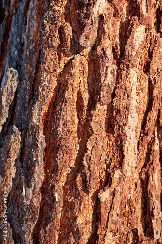 Abstraction texture of pine tree bark in the light of the setting sun in the winter forest. Abstraction texture of pine tree bark in the light of the setting sun in the winter forest.
