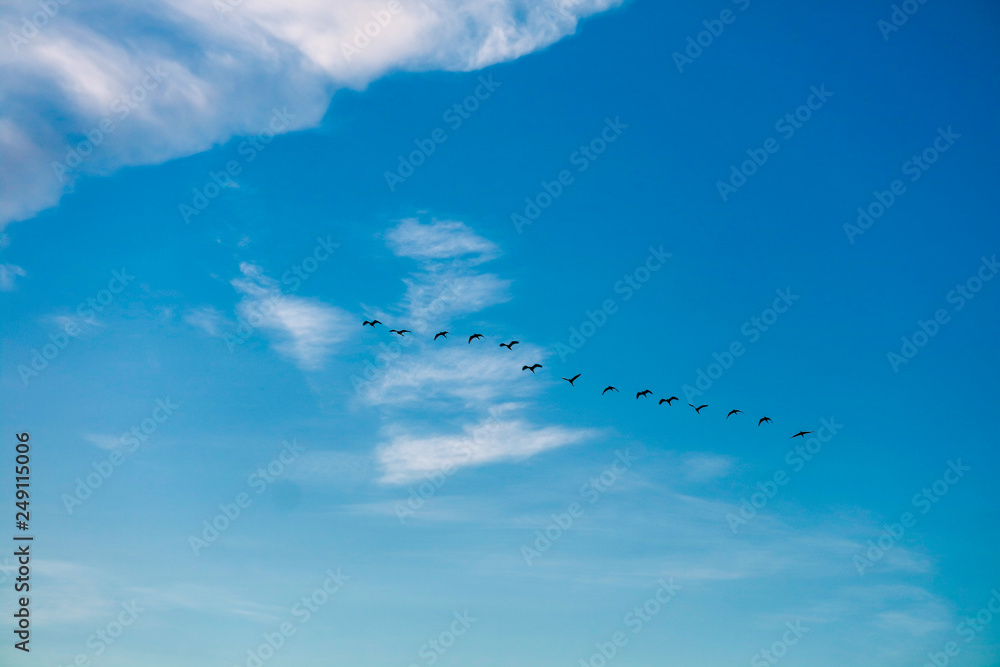 birds flying to home on white blue sky soft cloud birds flying to home on white blue sky soft cloud