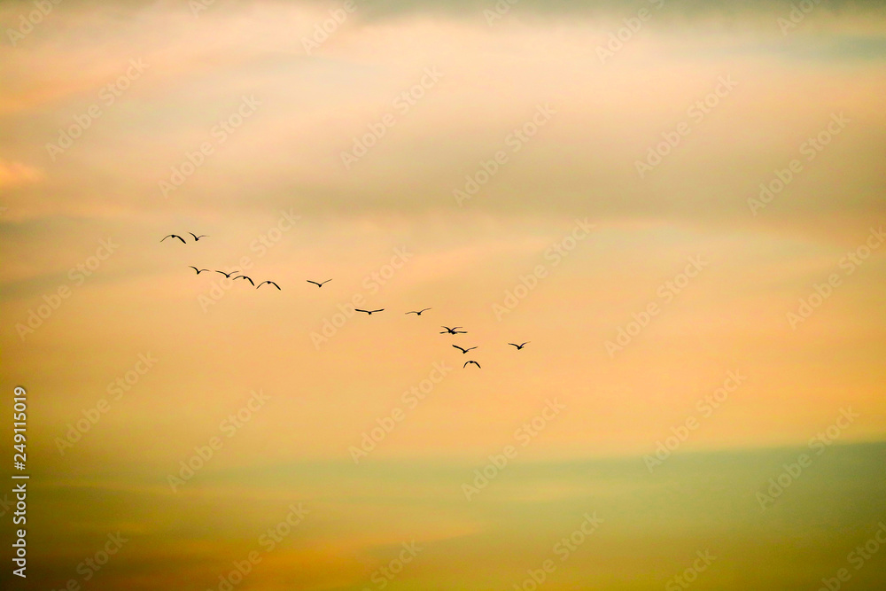 birds flying to home on sunset sky soft cloud