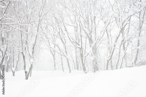 Winter background with heavy snow in the jungle.