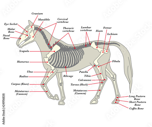 Skeleton of a horse with the different bones
