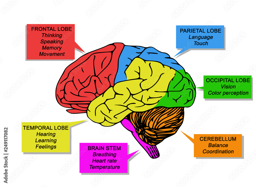 Illustration Of Human Brain s Funcion With Colors Stock Illustration illustration-of-human-brain-s-funcion-with-colors-stock-illustration