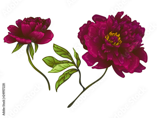Vector Burgundy peony floral botanical flower. Engraved ink art. Isolated peonies illustration element.