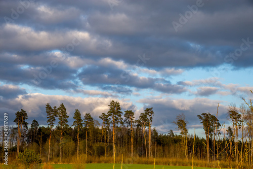 Wallpaper Mural Landscape with pine trees and blue sky Torontodigital.ca