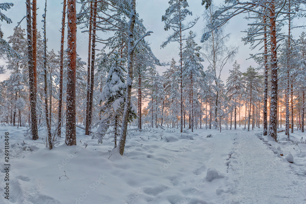 Fototapeta premium Frosty morning in raised bog. Landscape with the frozen plants. Latvia.