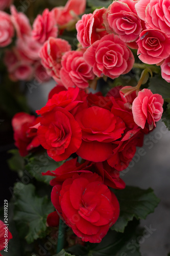 Wallpaper Mural Red Begonia Obliqua Torontodigital.ca