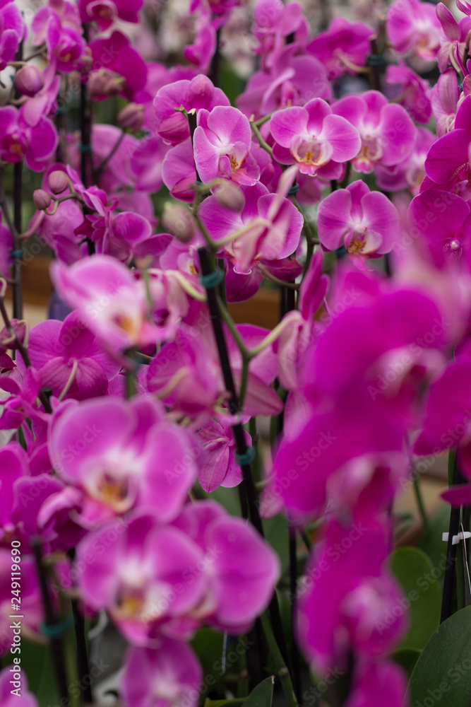 Fototapeta premium Orchid Phalaenopsis