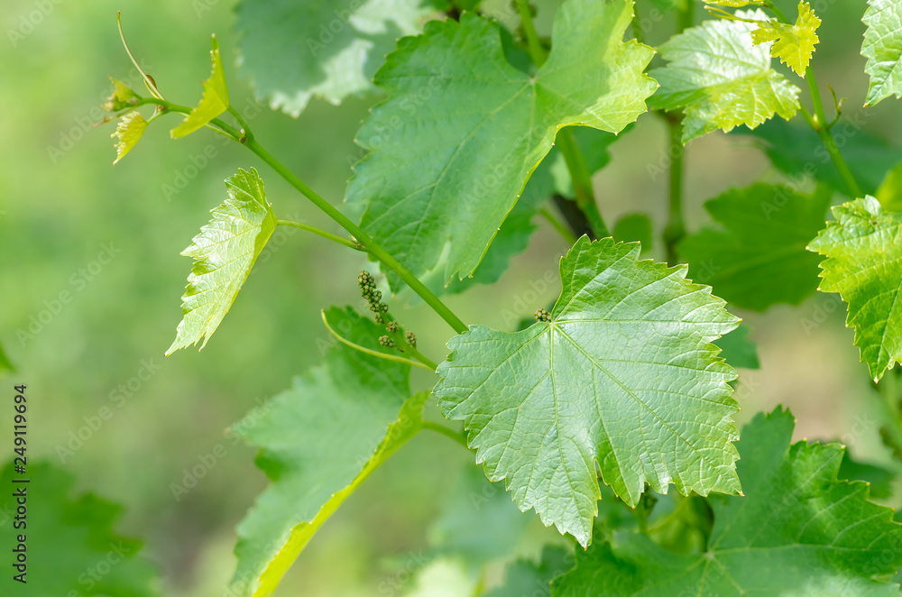 Fototapeta premium green grape leaves close up, spring background
