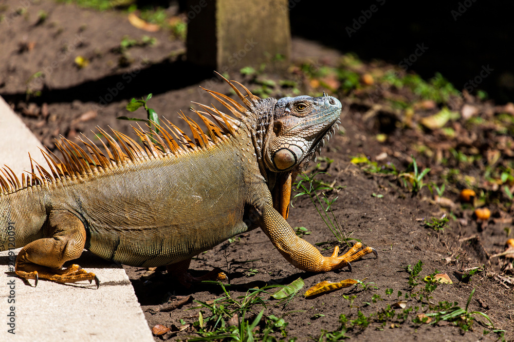 Fototapeta premium iguana, Costa Rica, Central America